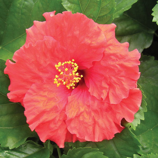 Hibiscus Rio Clara Ruffled Red Hibiscus Rio Clara Ruffled Red