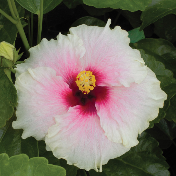 Hibiscus Rio Clara Shabby Chic Hibiscus Rio Clara Shabby Chic