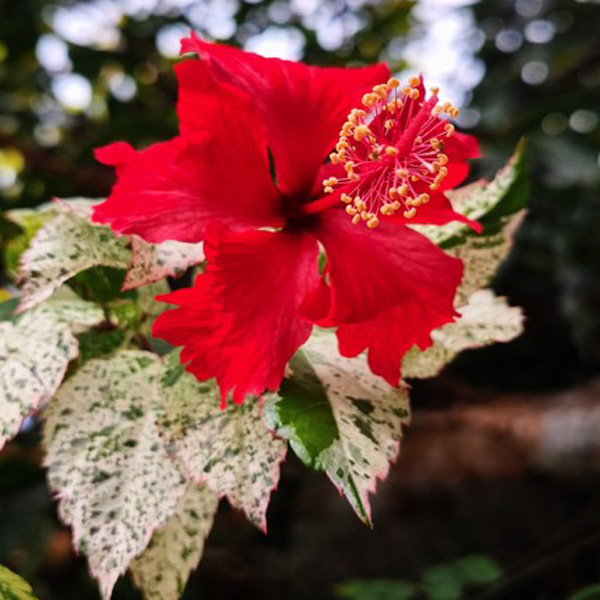Hibiscus Snowflake Hibiscus Snowflake