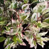 Hibiscus Snowflake Hibiscus Snowflake