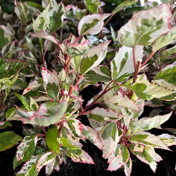 Hibiscus Snowflake Hibiscus Snowflake