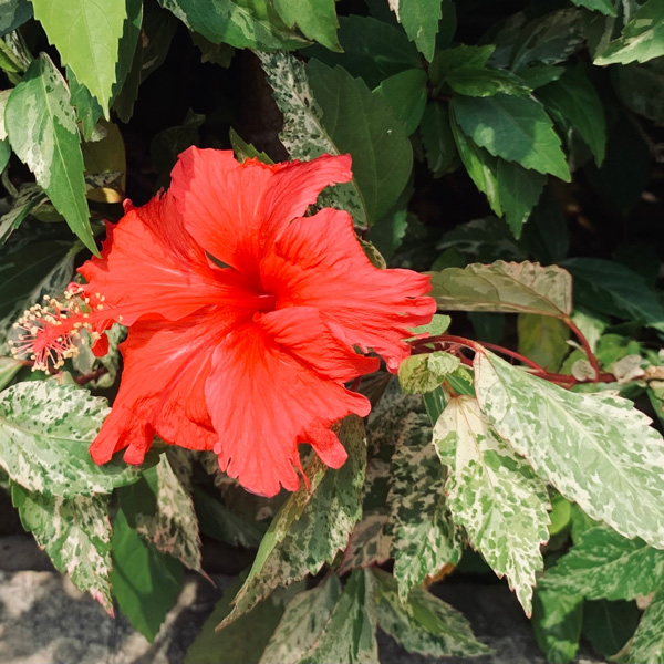 Hibiscus Snowflake Hibiscus Snowflake