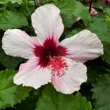 Hibiscus Winter Show P10hibwsh - Garden Express Australia