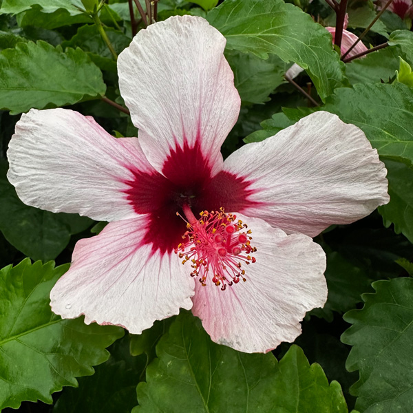 Hibiscus Winter Show