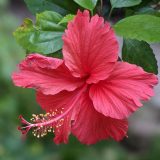 Hibiscus Andersonii P10hiband - Garden Express Australia