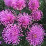 Isopogon Dazzler (Pbr) Isopogon Dazzler (Pbr)