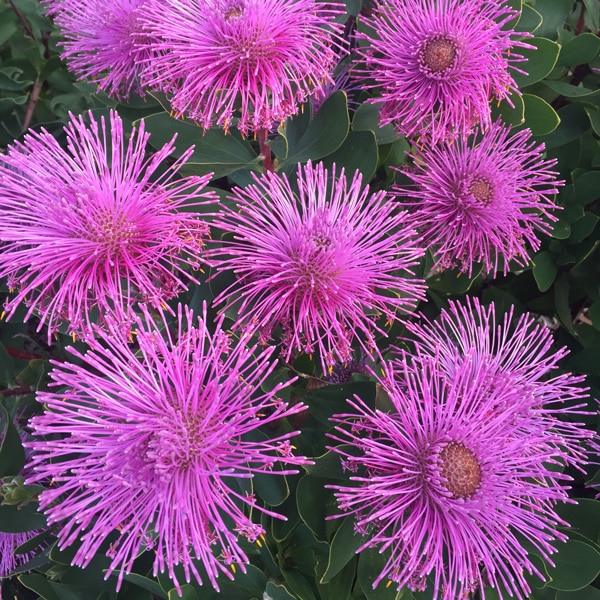Isopogon Dazzler (Pbr) Isopogon Dazzler (Pbr)