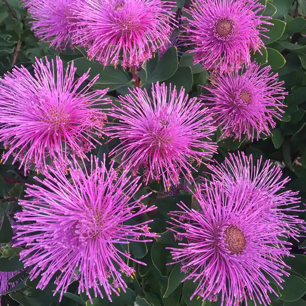 Isopogon Dazzler (Pbr)