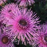 Isopogon Dazzler (Pbr) Isopogon Dazzler (Pbr)