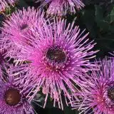 Isopogon Dazzler (Pbr) Isopogon Dazzler (Pbr)