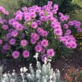 Isopogon Dazzler (Pbr) Isopogon Dazzler (Pbr)