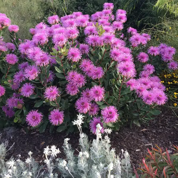 Isopogon Dazzler (Pbr)