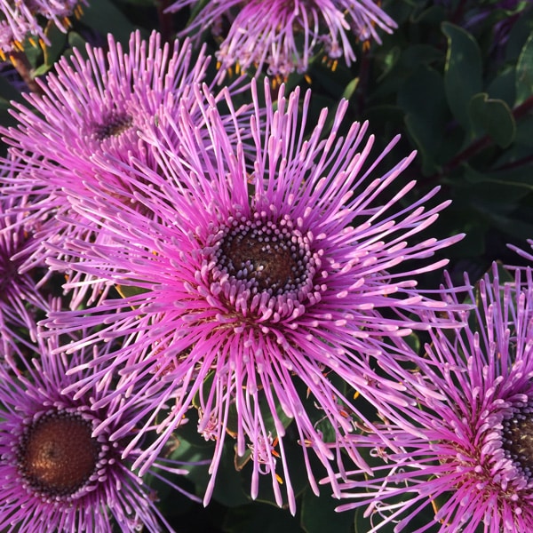 Isopogon Dazzler (Pbr) Isopogon Dazzler (Pbr)