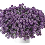 Lobularia Stream Lavender Lobularia Stream Lavender