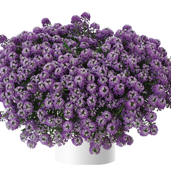 Lobularia Stream Lavender