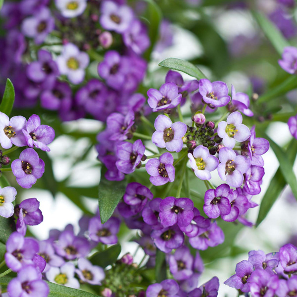 Lobularia Stream Lavender