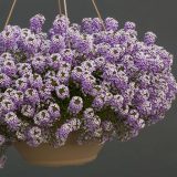 Lobularia Stream Lavender Hanging - Garden Express Australia