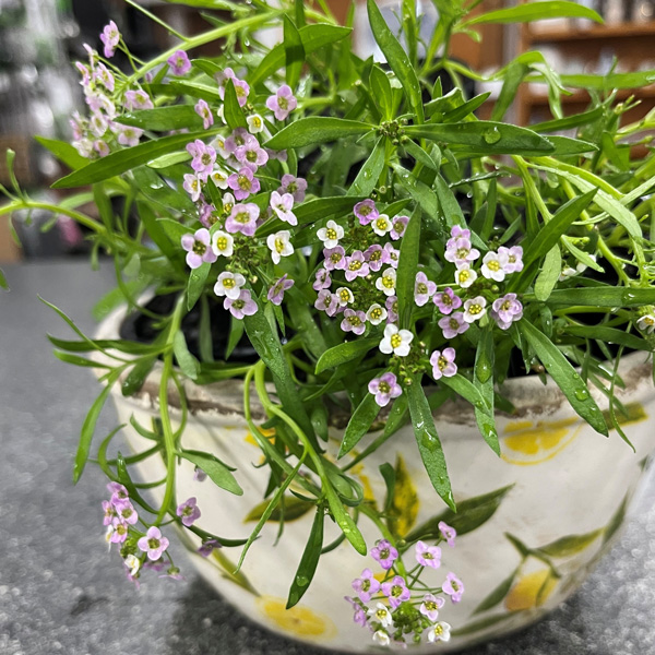 Lobularia Stream Lilac Lobularia Stream Lilac