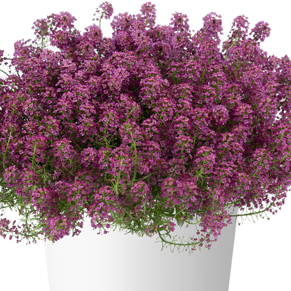 Lobularia Stream Lavender Lobularia Stream Lavender