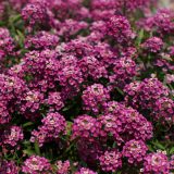 Lobularia Stream Raspberry Flowers - Garden Express Australia