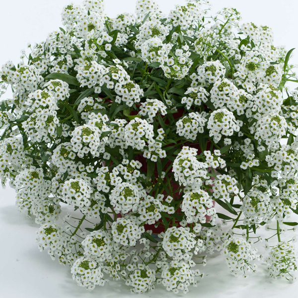 Lobularia Stream White