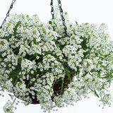 Lobularia Stream White Lobularia Stream White