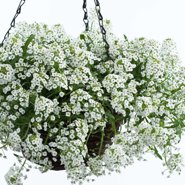 Lobularia Stream White