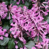Plectranthus Lion Pink P68plelpn - Garden Express Australia