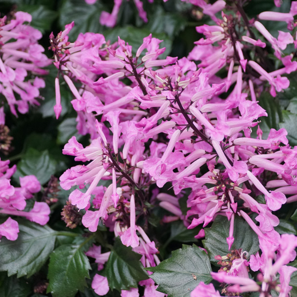 Plectranthus Lion Pink