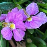 Scaevola Pink Perfection