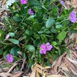 Scaevola Pink Perfection