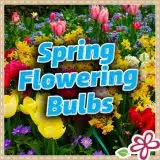 Spring Flowering Bulbs 2026