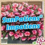 SunPatiens Impatiens