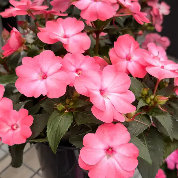 Sunpatiens Compact Coral Flash