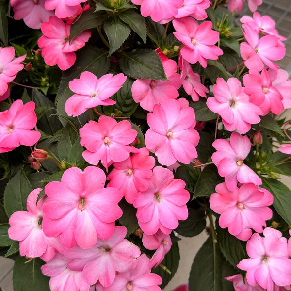 Sunpatiens Compact Pink Flash