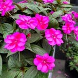Sunpatiens Compact Purple Candy Sunpatiens Compact Purple Candy