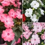 Sunpatiens Impatiens Blush Collection 2 Colsunbc - Garden Express Australia