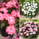 Sunpatiens Impatiens Blush Collection