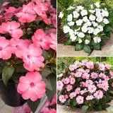 Sunpatiens Impatiens Blush Collection Colsunbc - Garden Express Australia