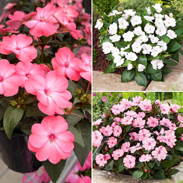 Sunpatiens Impatiens Blush Collection