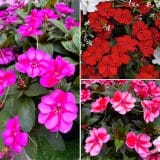 Sunpatiens Impatiens Bold Collection 2 Colsunblc - Garden Express Australia