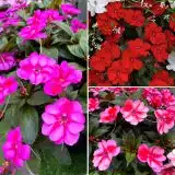 Sunpatiens Impatiens Bold Collection 2 Colsunblc - Garden Express Australia