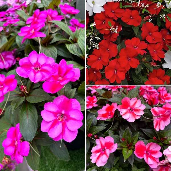 Sunpatiens Impatiens Bold Collection Sunpatiens Impatiens Bold Collection