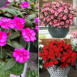 Sunpatiens Impatiens Bold Collection Colsunblc - Garden Express Australia