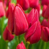 Tulip Curry 1 Pktulcur 2026 - Garden Express Australia