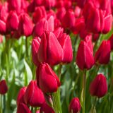 Tulip Curry Tulip Curry