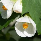 Abutilon White Abutilon White