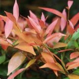 Acmena Blush Satinash Acmena Blush Satinash