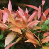 Acmena Blush Satinash Lpoacmbs - Garden Express Australia