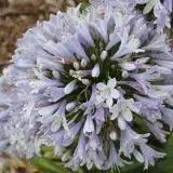 Agapanthus Cool Steel (Pbr) Agapanthus Cool Steel (Pbr)